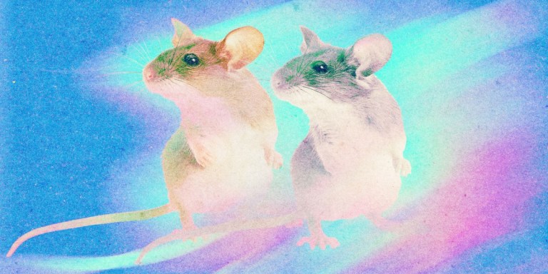 Cloning could be used to save species—or make human “organ sacks” – MIT Technology Review
