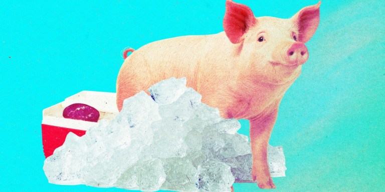 The Download: reviving frozen pig kidneys and boosting nuclear power – MIT Technology Review