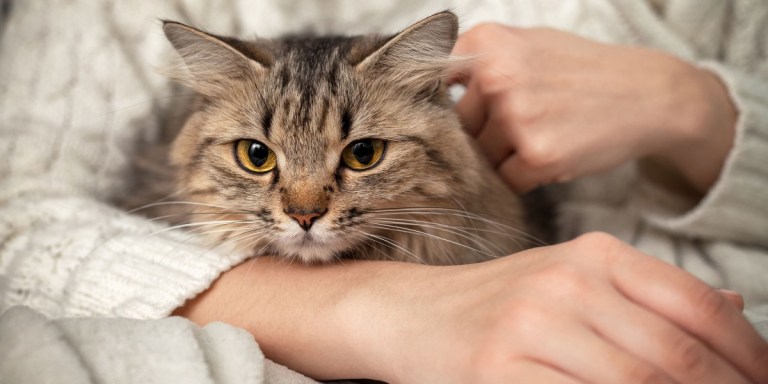 Can’t bear to say goodbye to your pet? Biotech’s got you covered. – MIT Technology Review